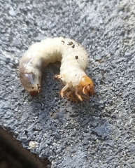 Melolonthinae