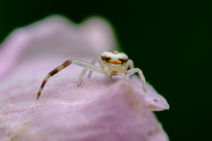 Misumena vatia