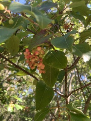 Viburnum cassinoides image