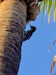 Dryobates nuttallii