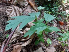 Artocarpus treculianus
