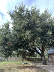 Quercus fusiformis