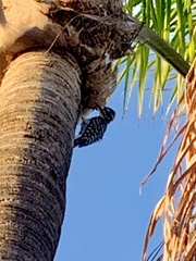 Dryobates nuttallii