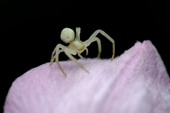 Misumena vatia