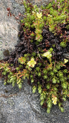 Saxifraga bronchialis funstonii