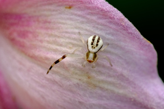 Misumena vatia