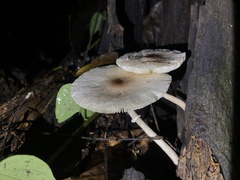 Agaricaceae