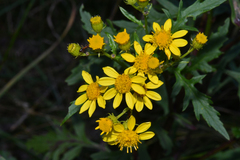 Senecio eremophilus