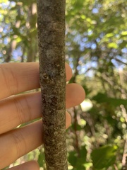 Viburnum cassinoides image