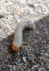 Melolonthinae