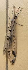 Dendroleon obsoletus