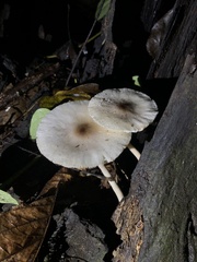 Agaricaceae