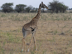 Giraffa camelopardalis tippelskirchi