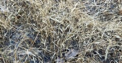 Deschampsia danthonioides