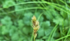 Carex subfusca