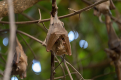 Epomophorus gambianus