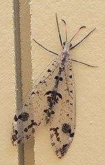 Dendroleon obsoletus