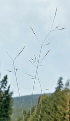 Deschampsia danthonioides