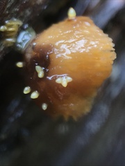 Neobarya agaricicola