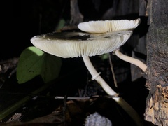 Agaricaceae