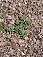 Euphorbia abramsiana