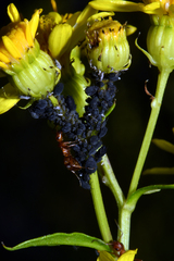 Aphis