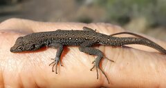 Pedioplanis lineoocellata