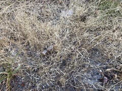 Deschampsia danthonioides