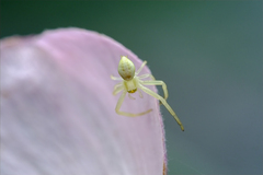 Misumena vatia