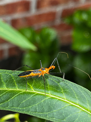 Zelus longipes