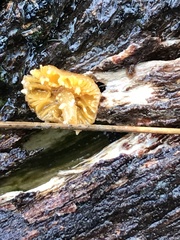 Neobarya agaricicola
