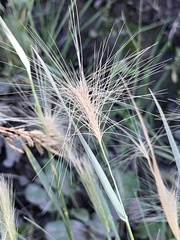 Hordeum