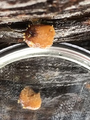 Neobarya agaricicola