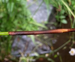 Juncus effusus pacificus
