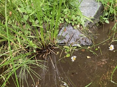 Juncus effusus pacificus