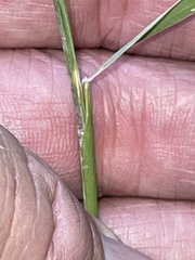 Hordeum