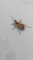 Himacerus mirmicoides