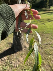 Salix babylonica