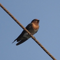 Hirundo tahitica
