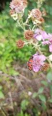 Zygaena fausta