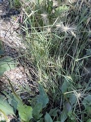 Hordeum