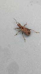 Himacerus mirmicoides