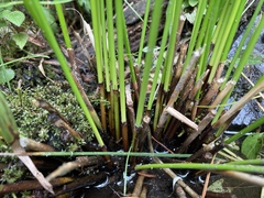 Juncus effusus pacificus