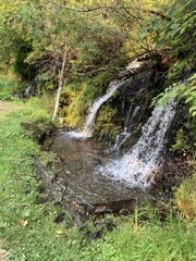 Juncus effusus pacificus