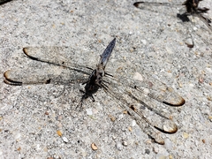 Libellula incesta