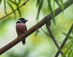 Eurylaimus ochromalus