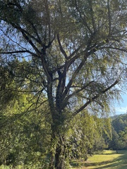 Salix babylonica
