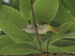 Erpornis zantholeuca