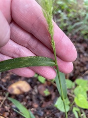 Setaria scheelei