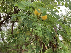 Leucaena retusa
